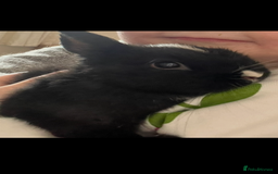 Netherland Dwarf rabbits for sale: Stunning pure bred Netherlands dwarf kits  - Image 13