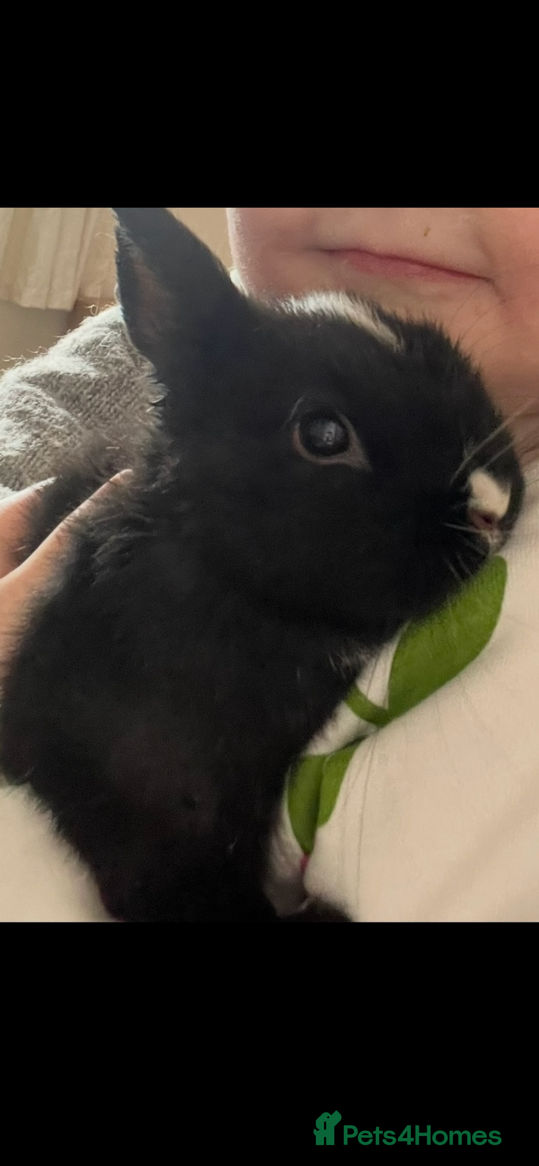 Netherland Dwarf rabbits for sale: Stunning pure bred Netherlands dwarf kits  - Image 13