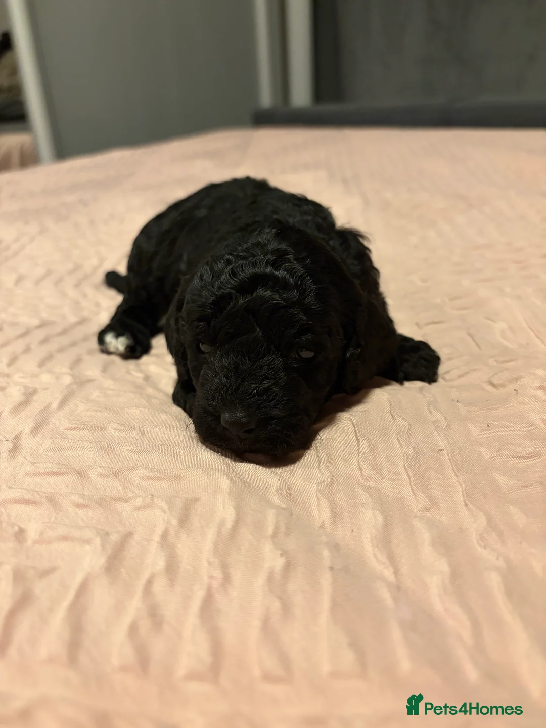 Bordoodle dogs for sale: Stunning litter of colliepoo/bordoodle puppies  - Advert 21