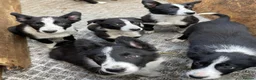Border Collie dogs for sale: 6 adorable border collie pups in Bala - Advert 5