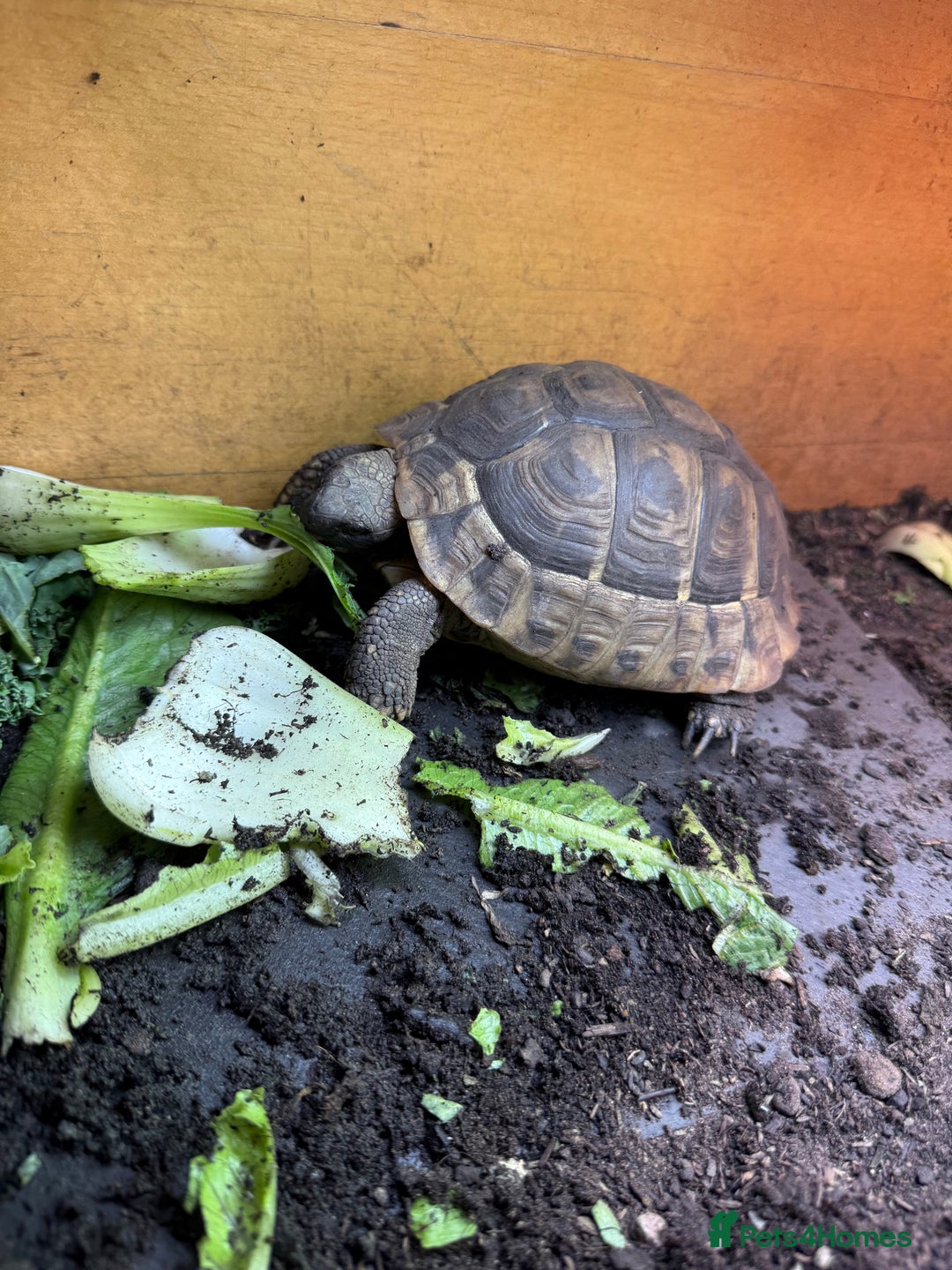 Tortoise reptiles for sale: Hermanns - Image 7