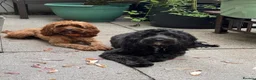 Cavapoo dogs for sale: Cavapoo Puppies ( Fox Red, Black, Black & White) - Advert 5