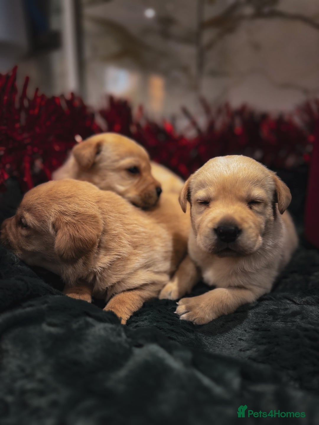 Labrador Retriever dogs for sale: Gorgeous Half Show KC Labrador Retriever Puppies - Advert 15