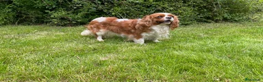 Cavalier King Charles Spaniel 