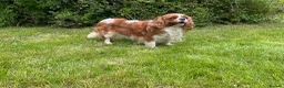 Cavalier King Charles Spaniel dogs for sale: 2 retired dogs Cavalier King Charles / poodle - Advert 9