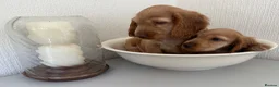 Cocker Spaniel dogs for sale: Show-type cocker spaniels - Advert 7
