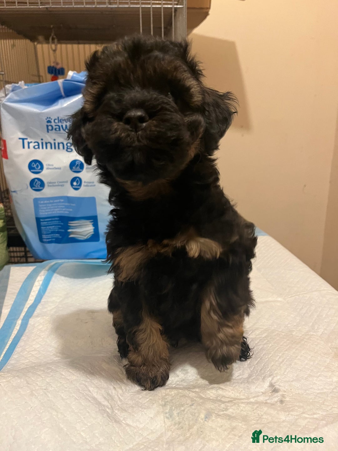 Mixed Breed dogs for sale: Shihpoo x Cockapoo puppies  - Advert 7