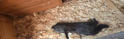 Continental Giant rabbits for sale: Male and female gaints  - Advert 2