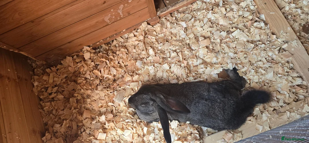 Continental Giant rabbits for sale: Male and female gaints  - Advert 2