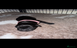 Labrador Retriever dogs for sale: Kc registered Labrador puppies available ⭐️⭐️⭐️⭐️ - Image 16