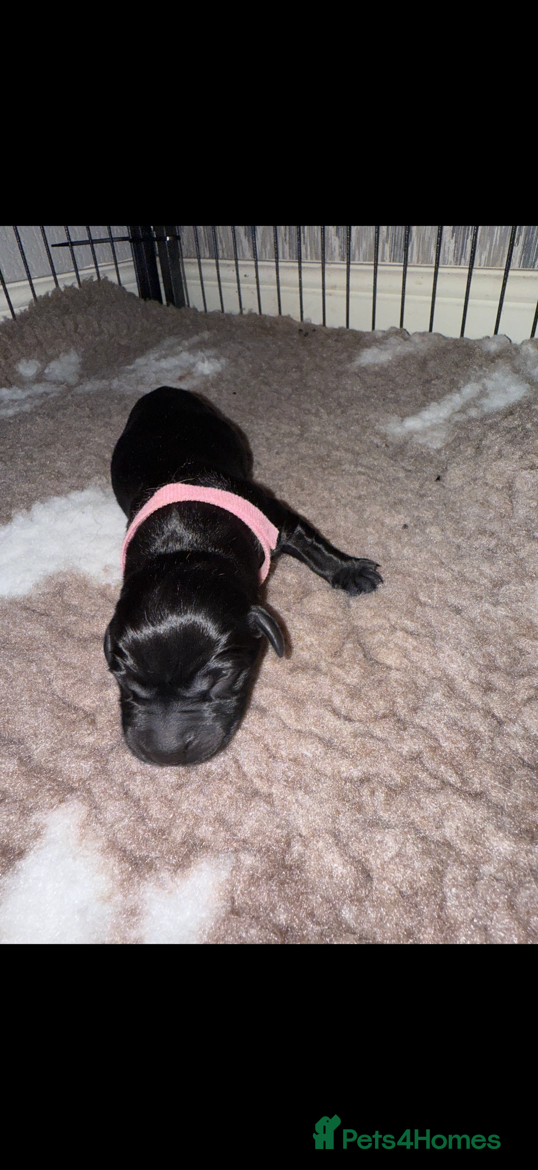 Labrador Retriever dogs for sale: Kc registered Labrador puppies available ⭐️⭐️⭐️⭐️ - Image 16