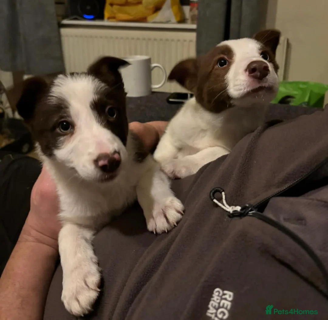 Border Collie dogs for sale: Stunning RED puppies. Parents health tested - Advert 2