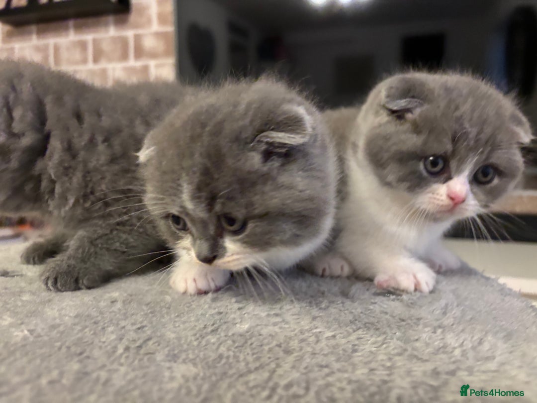 Scottish Fold cats for sale: Scottish Fold Kittens  - Advert 8