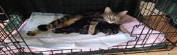 British Shorthair cats for sale: Kittens for sale in Fareham - Advert 1