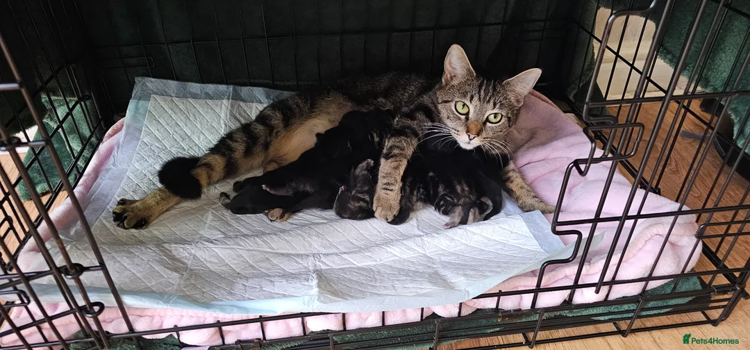 British Shorthair cats for sale: Kittens for sale in Fareham - Advert 1