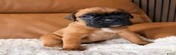 Boxer dogs for sale: Kc Red&White Boxer puppies health tested parents  - Advert 5