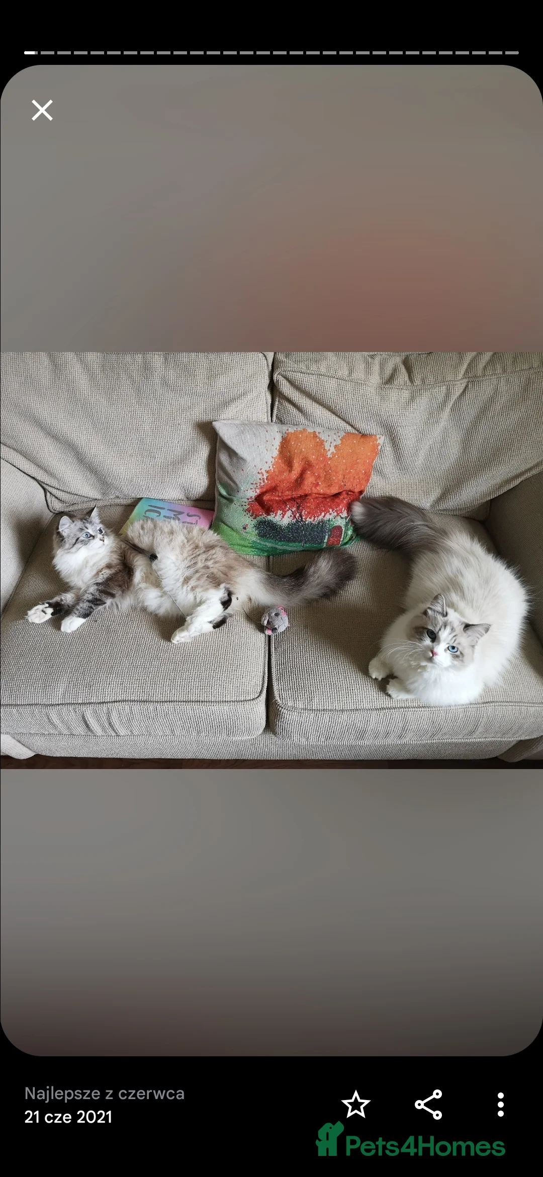 Siberian cats for sale: Rio calm and little bit shy  - Advert 3