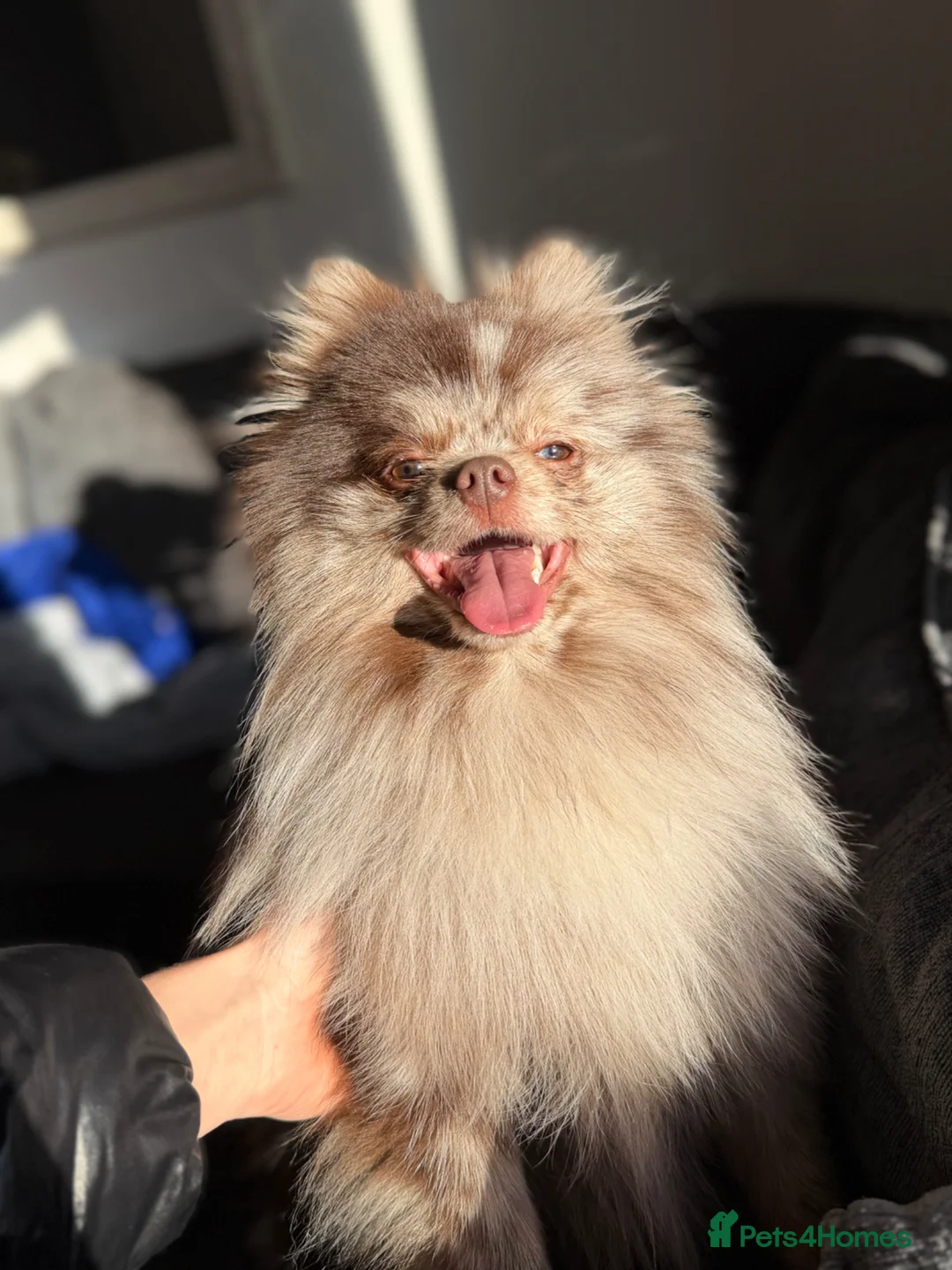 Pomeranian dogs for stud: Chocolate Merle Pomeranian stud Kc registered 🍫  - Advert 2