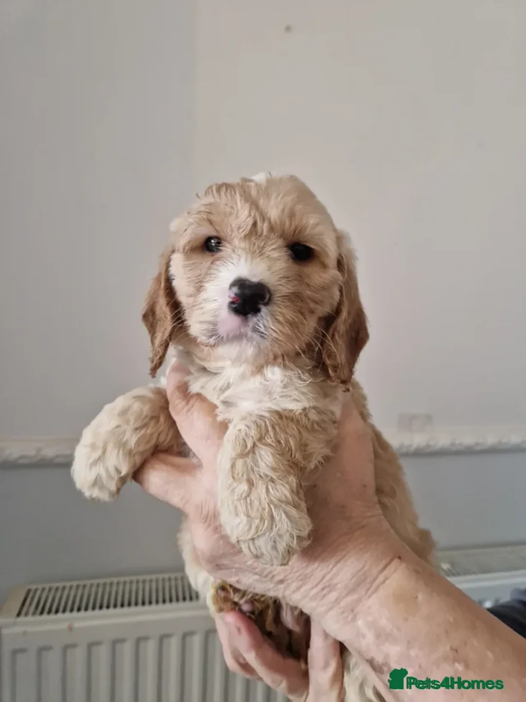 Cockapoo dogs for sale: EXTENSIVELY HEALTH TESTED F1b COCKAPOO PUPPIES - Advert 14