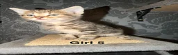 Mixed Breed cats for sale: 6 beautiful tabby kittens - Advert 7