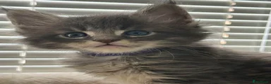 Maine Coon 1