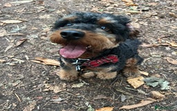 Cockapoo dogs for stud: Stud Only - Cooper the Cockapoo  - Image 5