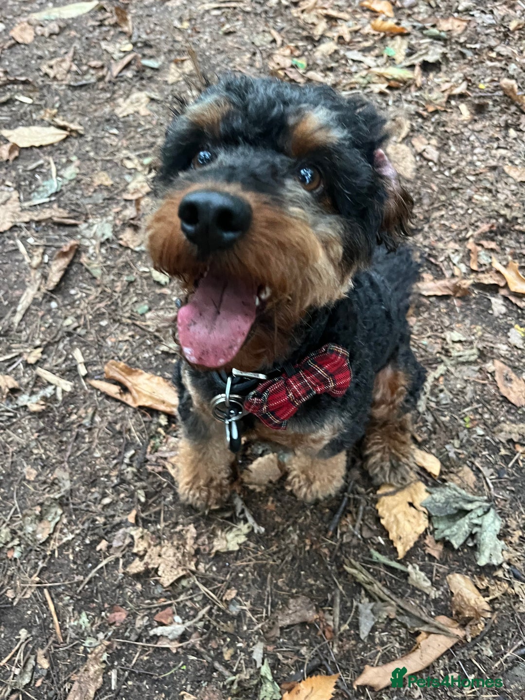 Cockapoo dogs for stud: Stud Only - Cooper the Cockapoo  - Image 5