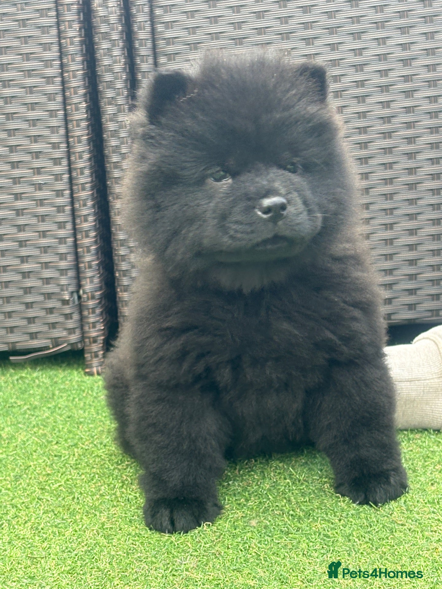 Chow Chow dogs Chows ready and reduced  !!! - Advert 13