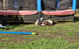 English Springer Spaniel dogs for sale: KC registered English Springer Spaniel - Image 27