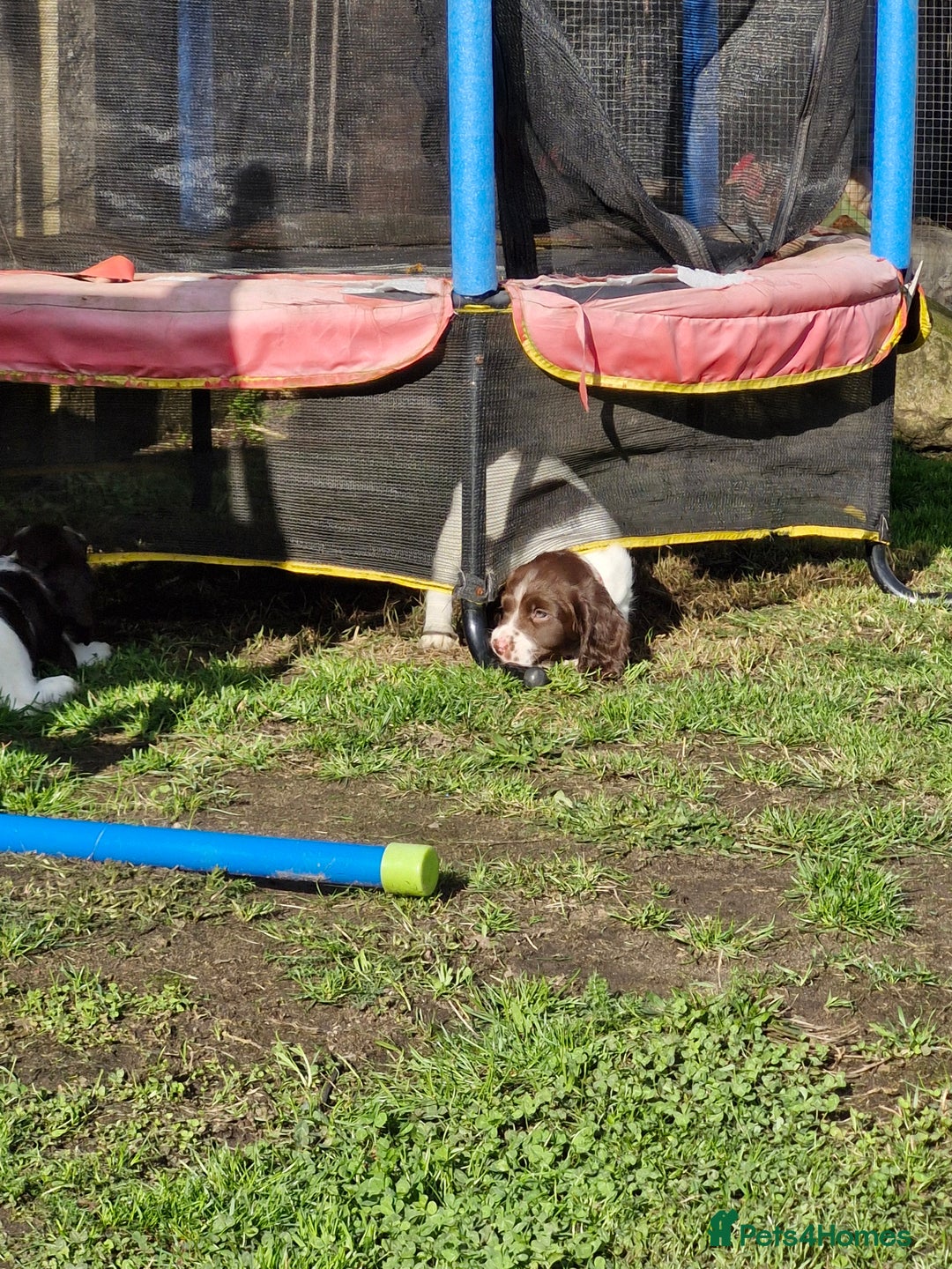 English Springer Spaniel dogs for sale: KC registered English Springer Spaniel - Image 27