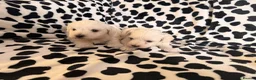 Maltese dogs for sale: Beautiful Maltese Puppies Ready for Loving Homes - Advert 4