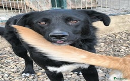 Mixed Breed dogs for adoption: Bandit  - Advert 5