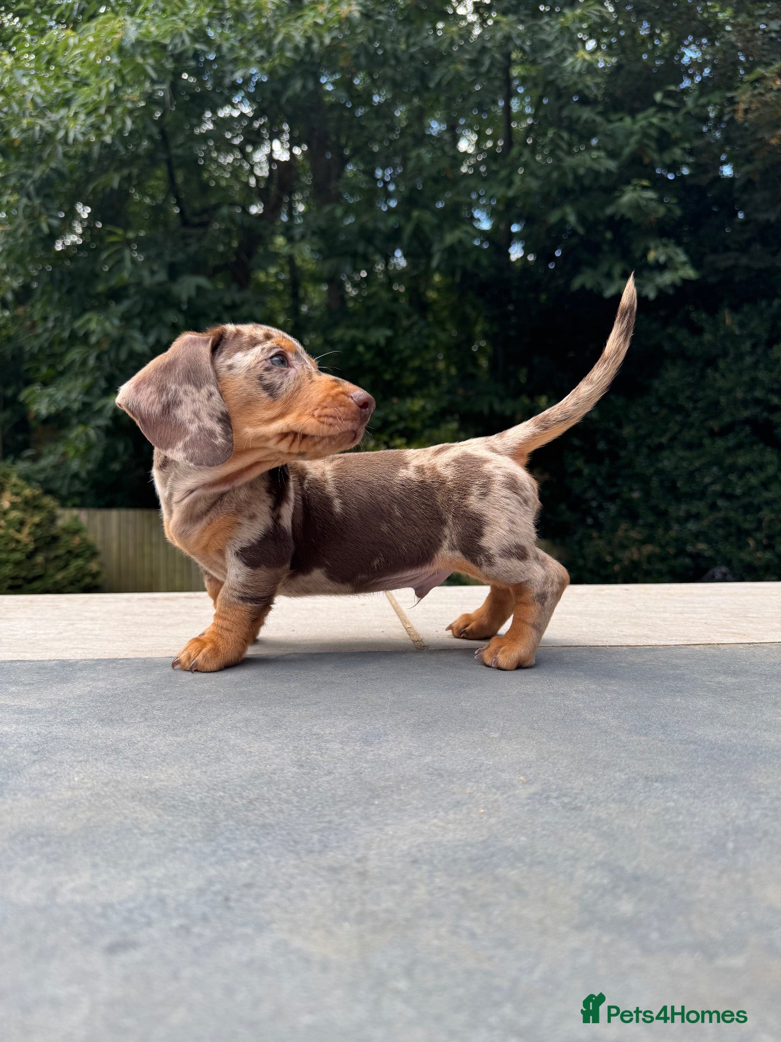 Miniature Dachshund dogs Miniature Dachshunds. PRA clear. 5 star breeder. - Advert 2