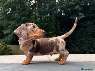 Miniature Dachshund dogs Miniature Dachshunds. PRA clear. 5 star breeder. - Advert 2