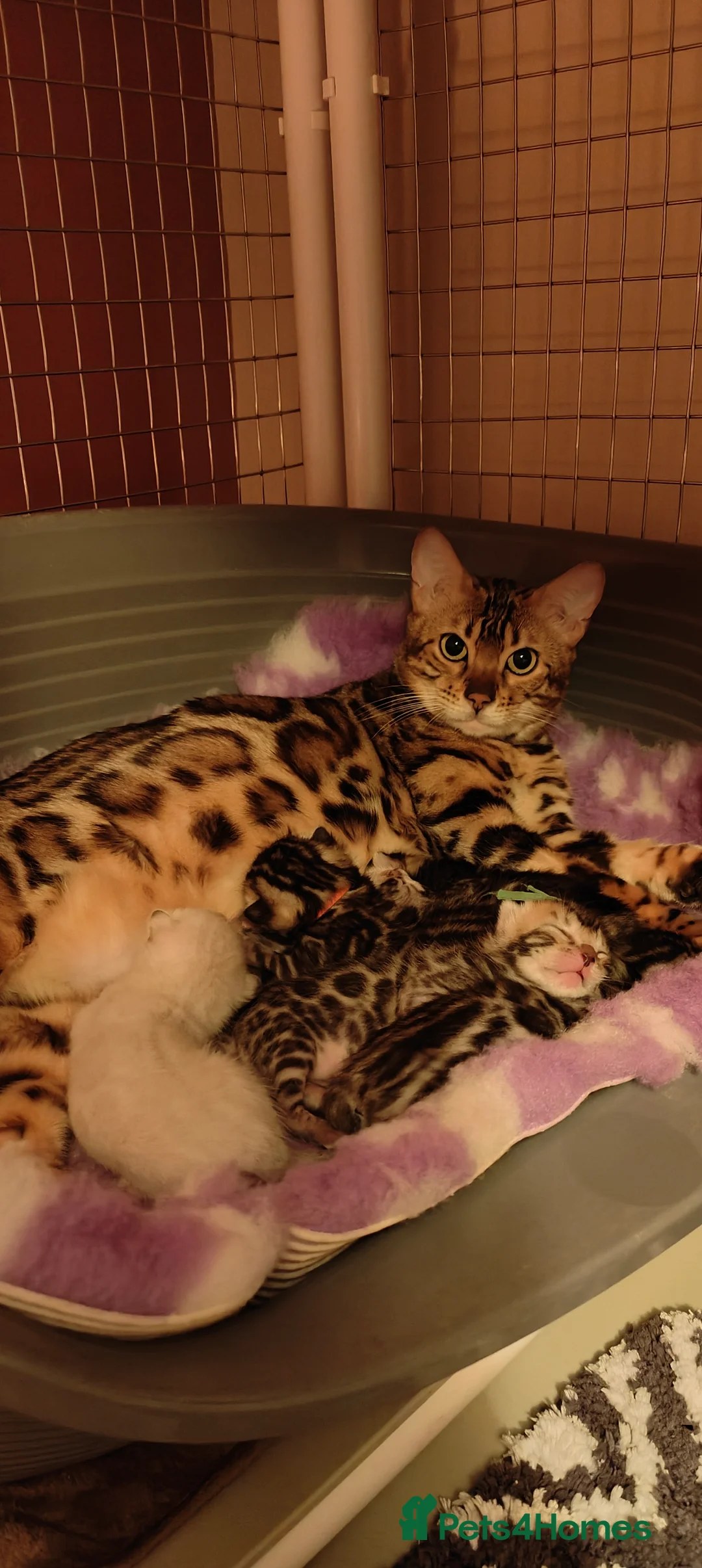 Bengal cats for sale: GCCF/TICA Registered Bengals  in Armagh - Advert 12