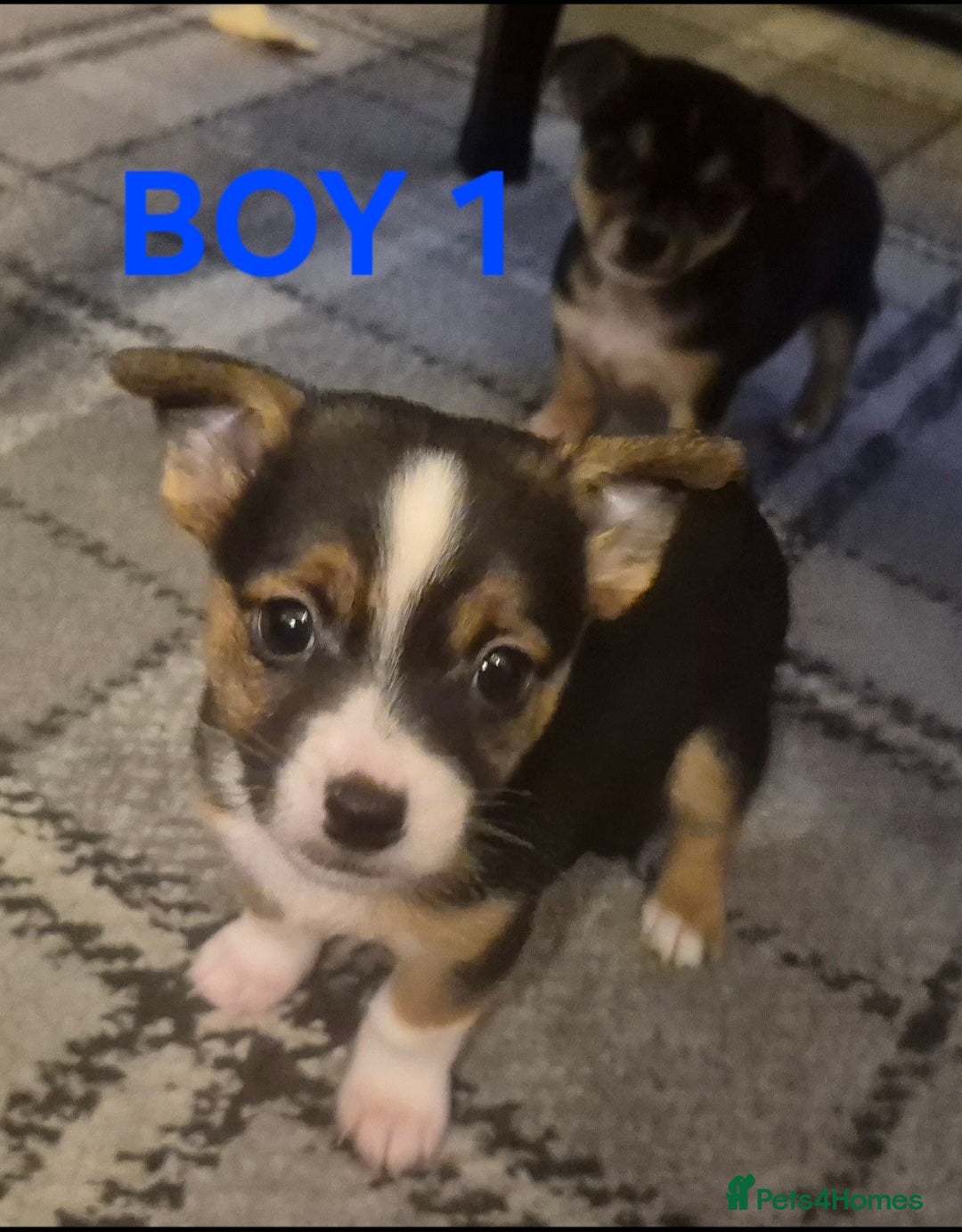 Mixed Breed dogs for sale: Miniature Jack Russell x Chihuahua Pups - Image 9