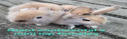 Mixed Breed rabbits for sale: Stunning selection of rabbits - Advert 4