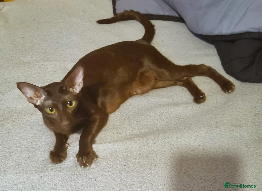 Oriental cats for sale: Male Chocolate Havana Brown Oriental  - Advert 2
