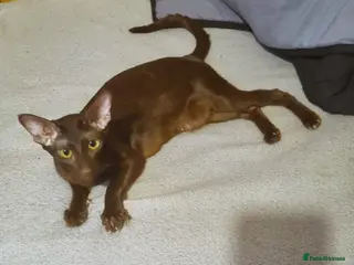 Oriental cats Male Chocolate Havana Brown Oriental - Advert 2