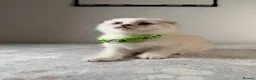 Scottish Fold cats for sale: ⭐️ 5 Beautiful Scottish Folds! ⭐️ - Advert 25