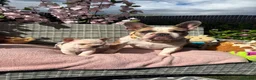 French Bulldog dogs for sale:  **  French Bulldog  in Colwyn Bay - Advert 4