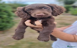 Cocker Spaniel dogs for sale: Cocker spaniel KC registered healthy puppies - Image 5