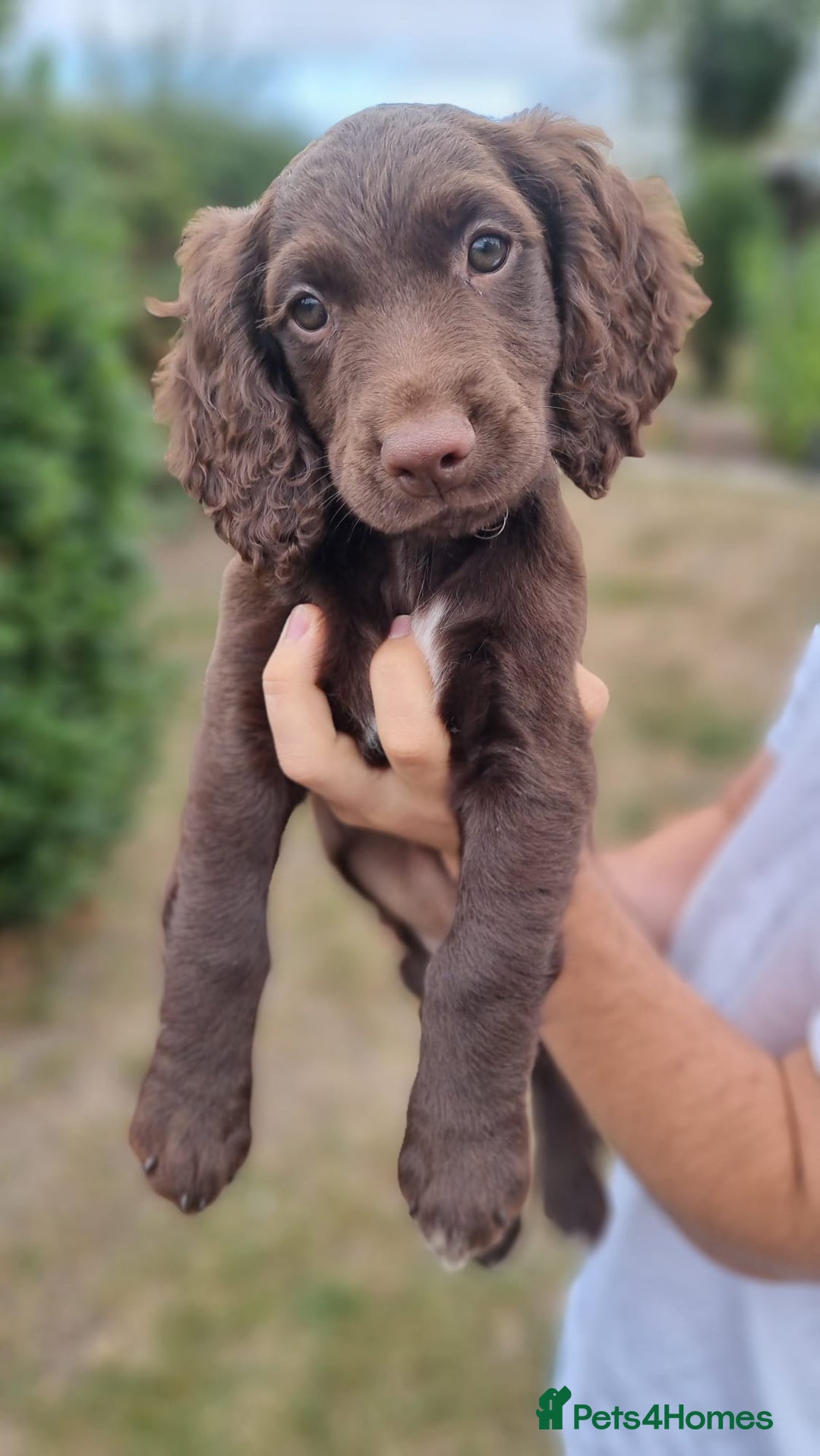 Cocker Spaniel dogs for sale: Cocker spaniel KC registered healthy puppies - Image 5