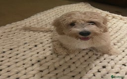 Cavapoo dogs for sale: Toy Cavapoo Puppies - Image 9