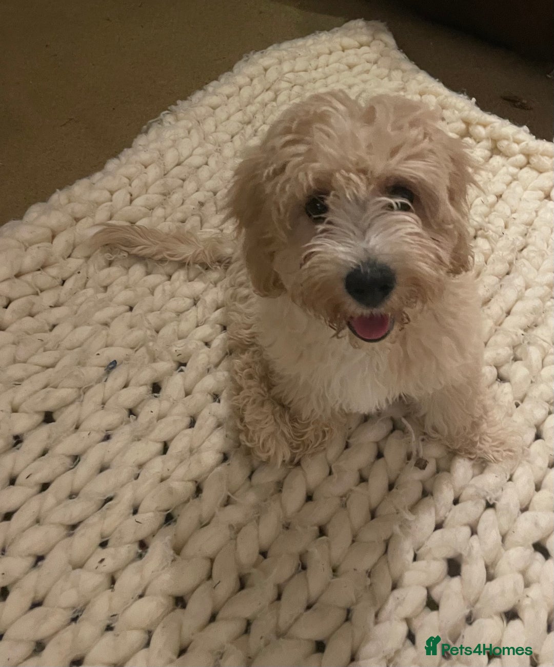 Cavapoo dogs for sale: Toy Cavapoo Puppies - Image 9