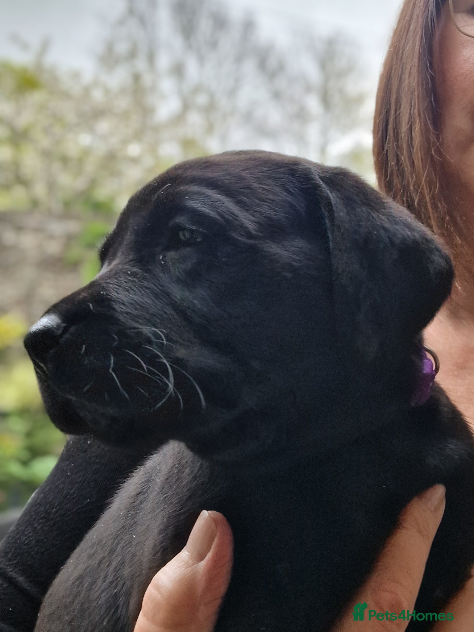Labrador Retriever dogs *LAST MALE-READY NOW* Labrador Puppies - Advert 1