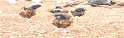 Chickens poultry for sale: Pure breed bantoms - Advert 6