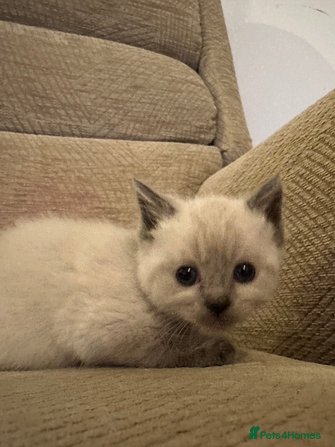 Ragdoll cats for sale: Beautiful persian ragdolls  - Advert 3