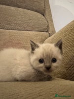 Ragdoll cats Beautiful persian ragdolls - Advert 10