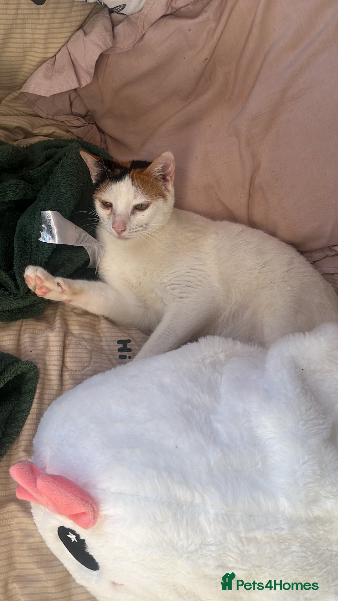 Arabian Mau cats for adoption: Molly Rocket!  - Image 2